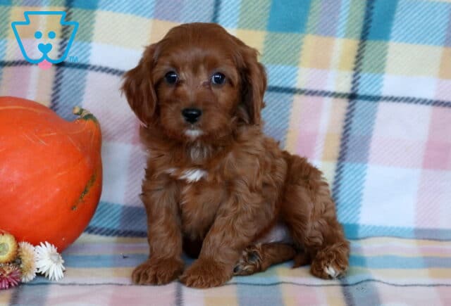 Racco Cavapoo2 image