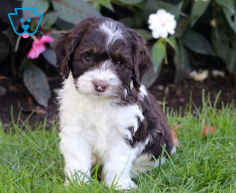 Racco Cockapoo