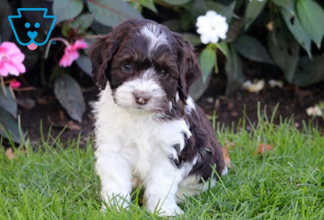 Racco Cockapoo image