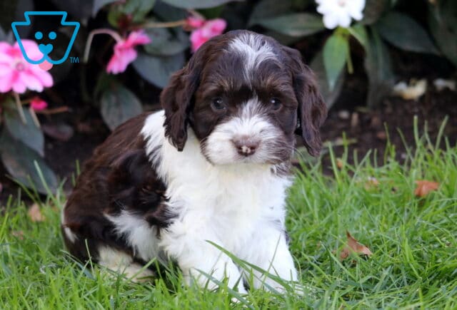 Racco Cockapoo2 image