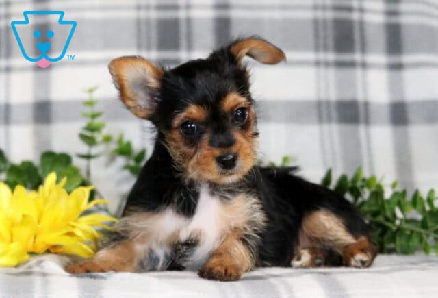 Racco Yorkie image
