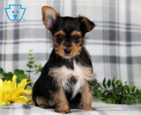 Racco Yorkie2