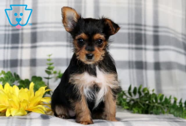 Racco Yorkie2 image