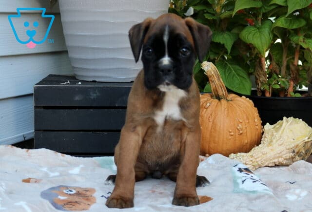 Rain Boxer image