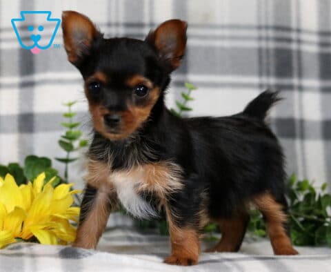 Rain Yorkie