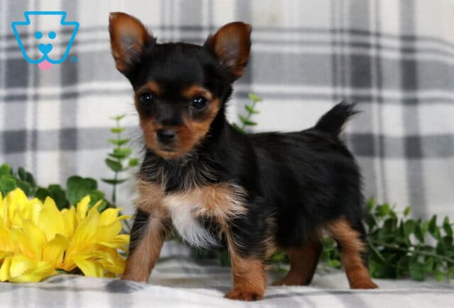 Rain Yorkie image