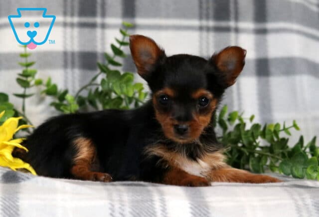 Rain Yorkie2 image