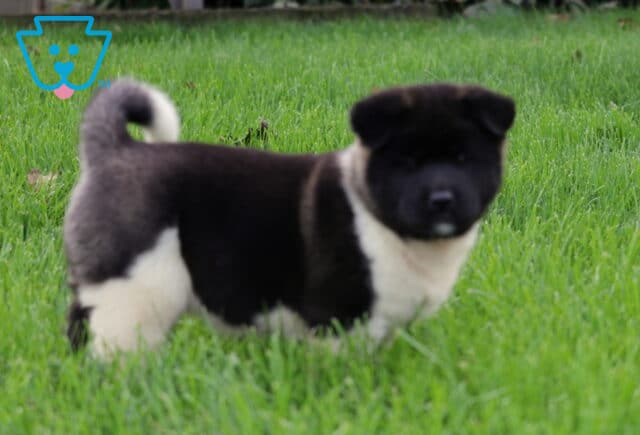 Black and white Akita puppy standing in lush green grass with a thick fluffy coat, sturdy legs, and a curled tail held high over its back. image