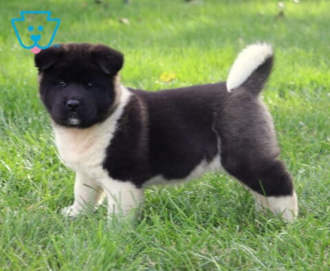 Black and white Akita puppy standing proudly on a grassy lawn, showing off its broad face, fluffy white chest, and curled white-tipped tail.