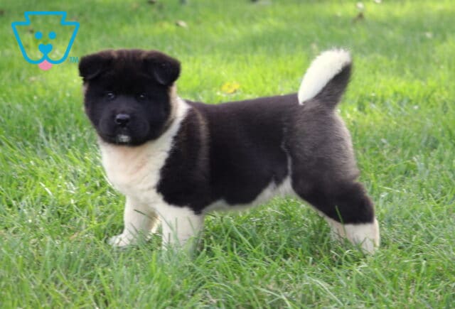 Black and white Akita puppy standing proudly on a grassy lawn, showing off its broad face, fluffy white chest, and curled white-tipped tail. image