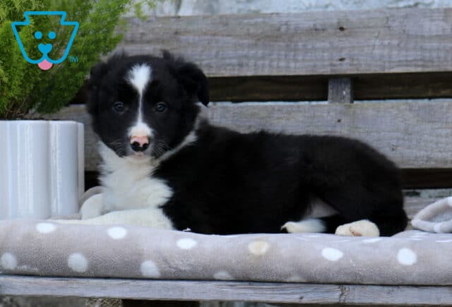 Black and white Border Collie puppy with a bright white facial blaze resting on a polka-dot blanket beside a potted green plant and rustic wooden backdrop. image