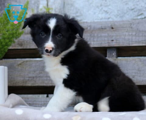 Black and white Border Collie puppy with a wide white blaze and chest sitting upright on a polka-dot blanket beside a potted green plant and rustic wooden backdrop.