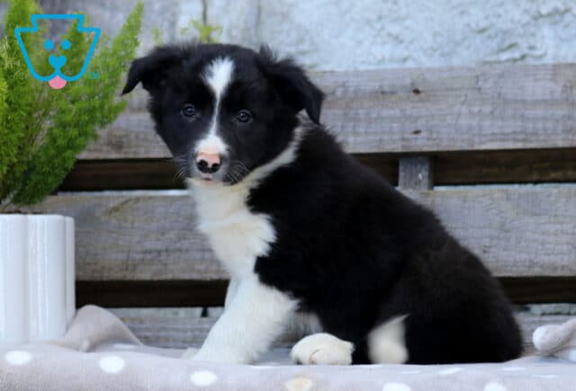 Black and white Border Collie puppy with a wide white blaze and chest sitting upright on a polka-dot blanket beside a potted green plant and rustic wooden backdrop. image
