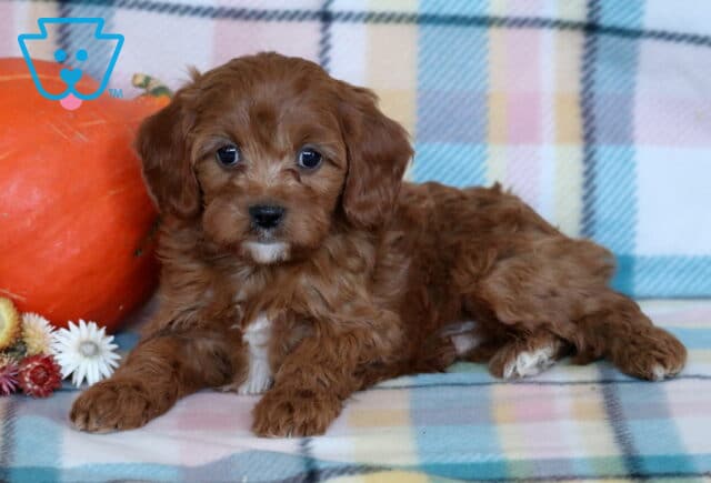 Ranger Cavapoo image