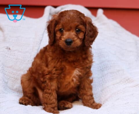 Ranger Cavapoo2