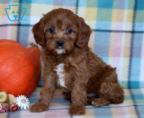 Ranger Cavapoo2