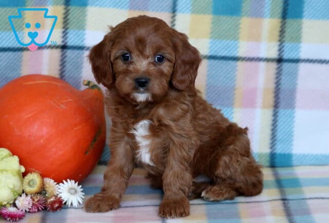 Ranger Cavapoo2 image