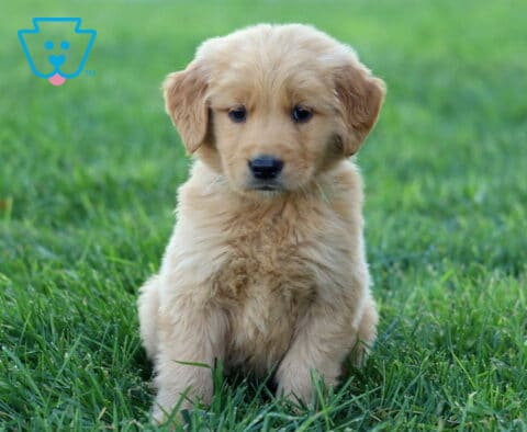 Rascal Golden