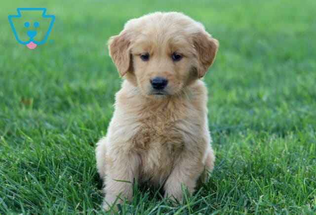 Rascal Golden image
