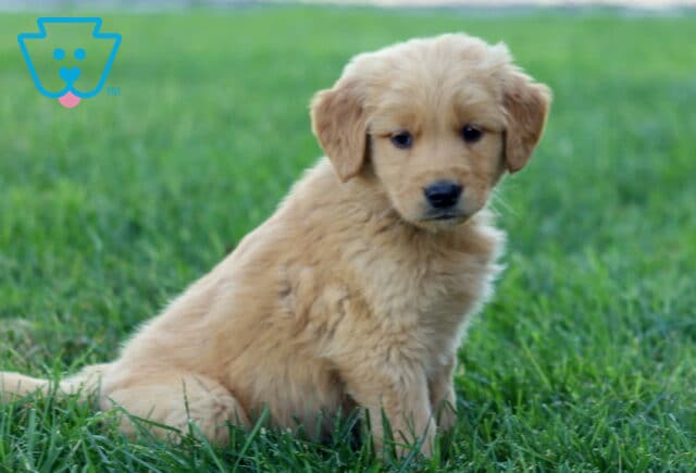 Rascal Golden2 image
