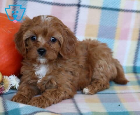 Reece Cavapoo