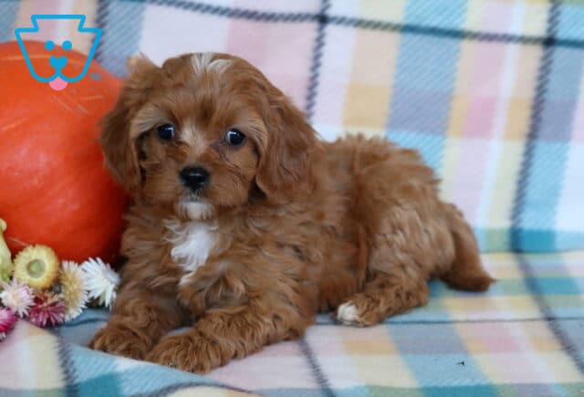 Reece Cavapoo image