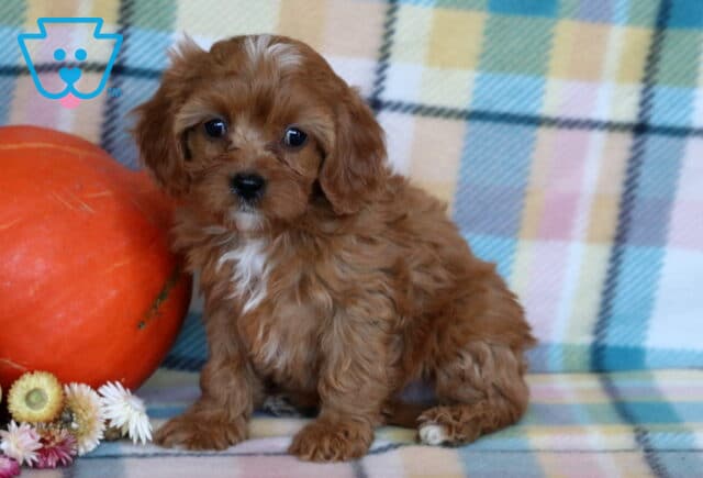 Reece Cavapoo2 image
