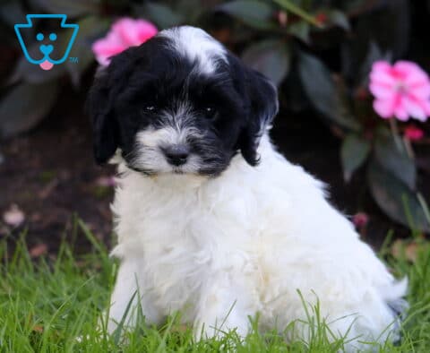 Reece Cockapoo