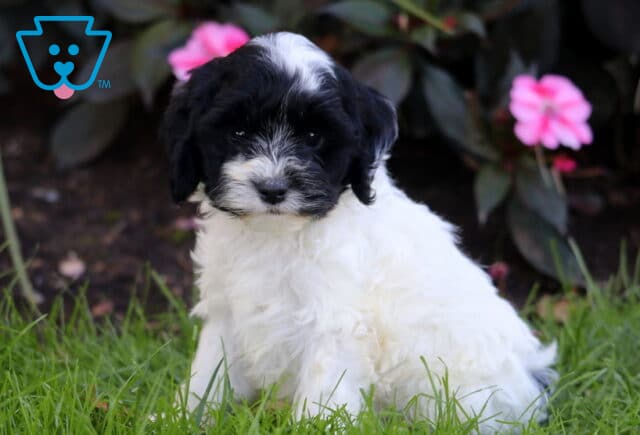 Reece Cockapoo image