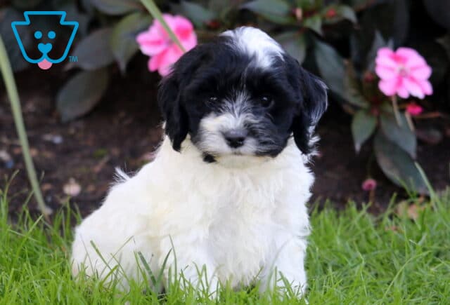 Reece Cockapoo2 image