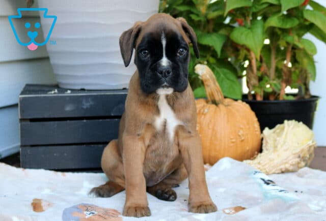 Reese Boxer image