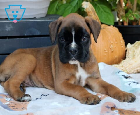 Reese Boxer2