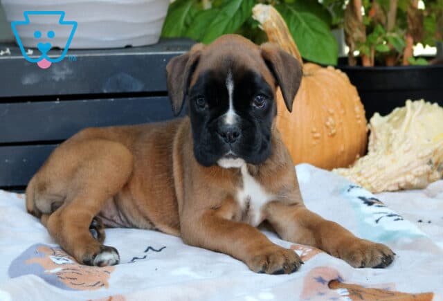 Reese Boxer2 image