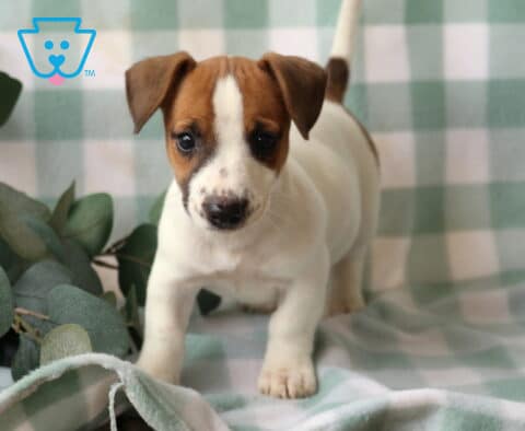 Reggie Jack Russell