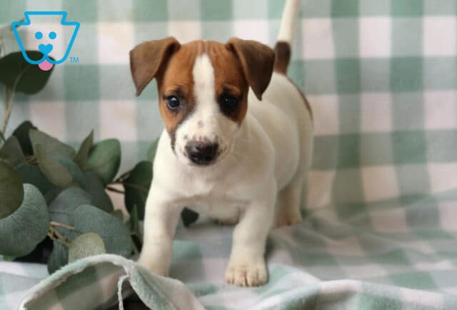 Reggie Jack Russell image