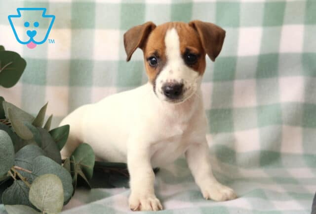 Reggie Jack Russell2 image