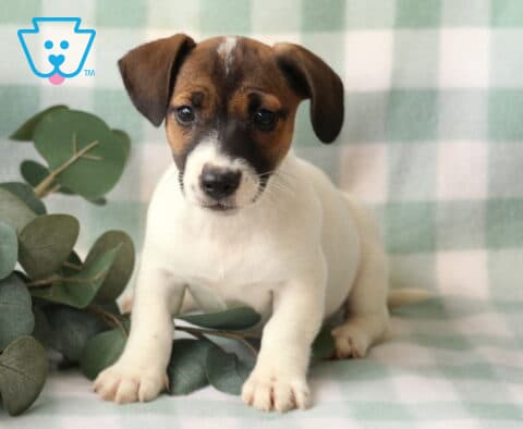 Renee Jack Russell