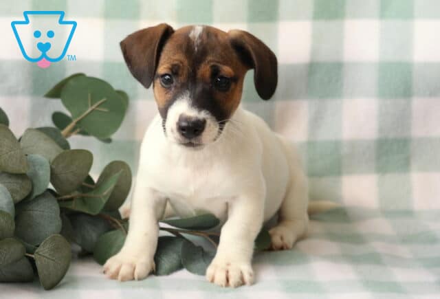 Renee Jack Russell image