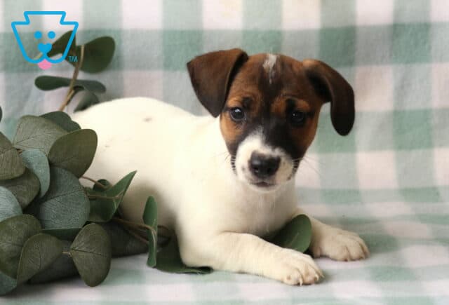 Renee Jack Russell. image