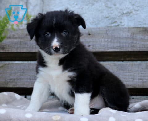 Fluffy black and white Border Collie puppy sitting with its front paws apart, showing a white chest and pink-spotted nose beside a rustic wooden backdrop.