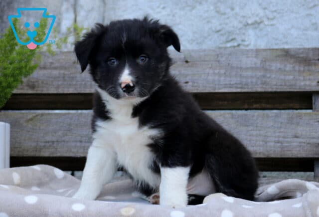 Fluffy black and white Border Collie puppy sitting with its front paws apart, showing a white chest and pink-spotted nose beside a rustic wooden backdrop. image