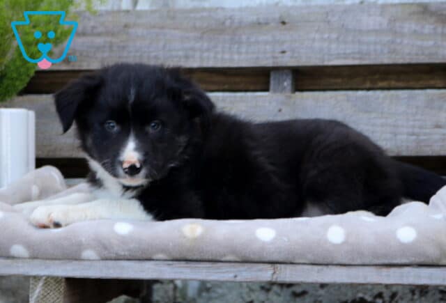 Black and white Border Collie puppy lying comfortably with its white front paws extended on a soft polka-dot blanket beside a potted green plant. image