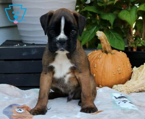 Rex Boxer
