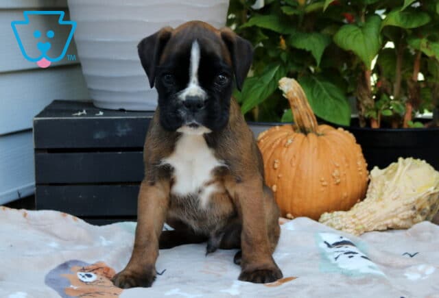 Rex Boxer image