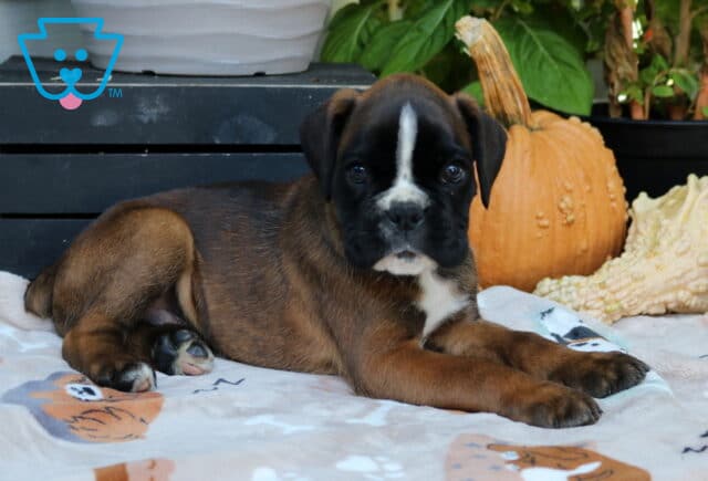 Rex Boxer2 image