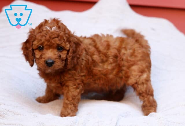 Rex Cavapoo image