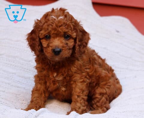 Rex Cavapoo2