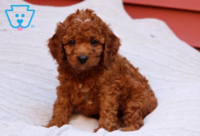 Rex Cavapoo2 image