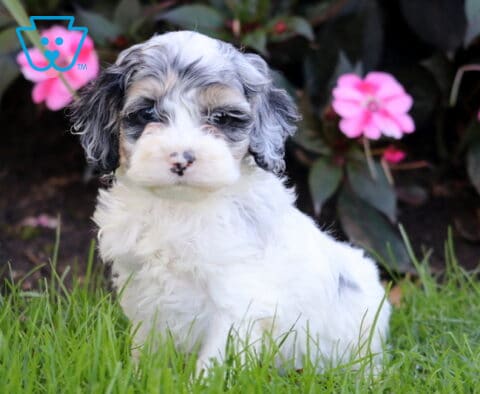 Rex Cockapoo
