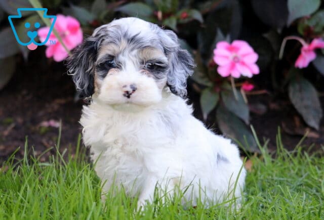 Rex Cockapoo image